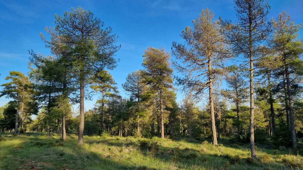 ¿Con qué madera fabricamos en Mobhu?